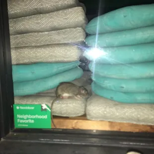 Photo of rats through the window at provisions just after they closed on Saturday, 9/10/22