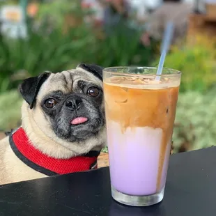 My baby Schmidt and my yummy  Ube iced latte from Provisions. Schmidt loves  sitting in their outdoor space and people/dog watching