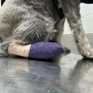 Scruffy taken care of, yay!