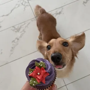 Ube cupcake  @simba_and_nala_808