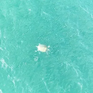 Sea turtle with drone