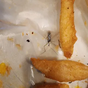 Giant dead bug in my food container