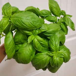 Basil $4.50