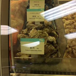 a display of oysters