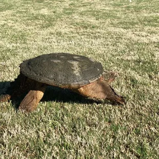 Friend of the course!