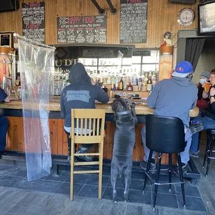 people sitting at a bar with a dog