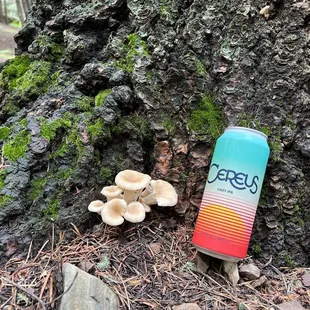 a can of beer and mushrooms