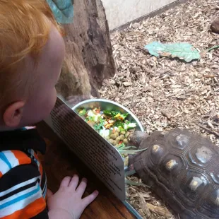 Blue-Faced Honeyeater