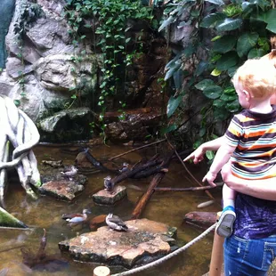 Ducks, Birds, and Fish