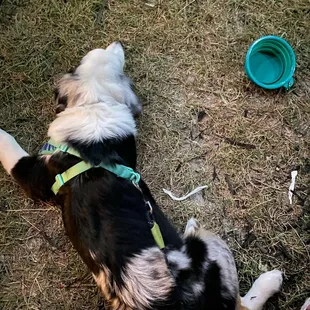 a black and white dog laying on the ground