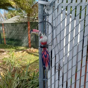 a toucan perched on a fence