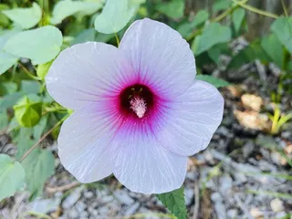 Chesapeake Arboretum