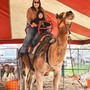 Camel Rides