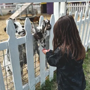 Feeding baby goats