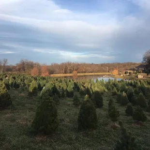 The Christmas trees available to cut down yourself or there are precut trees available when you walk in.