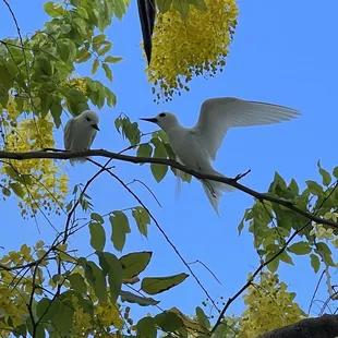 Fairy Terns nesting on campus
