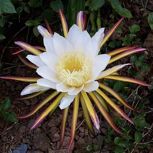 Night blooming cereus.