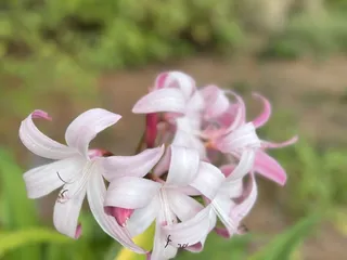 Norfolk Botanical Garden