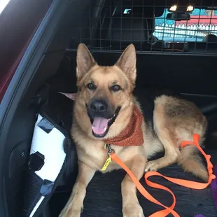 Angel &amp; Barkley after a full day at Puppy Love!!!