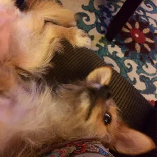 My sweet pup after a long day of fun at Puppy Love Daycare. :)