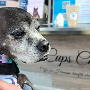 She needs a little afternoon "pick-me-up" pup cup...