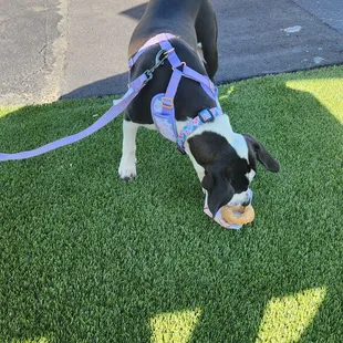 a black and white dog chewing on a tennis ball