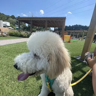 Hubble enjoying Pups and Pints