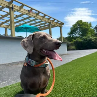 Nemo loved pups and pints.