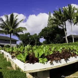 Pupukea Gardens raised table lettuce beds