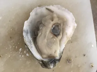 Headley James E Oyster Company