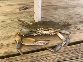 Urbanna Seafood & Raw Bar