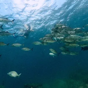 Hanauma bay snorkeling. Outside reef