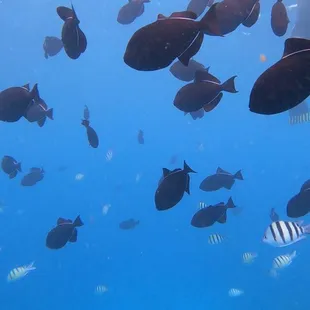 school of fish on  our snorkeling tour.