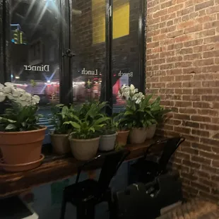 Cute plants