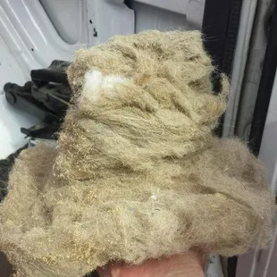 We are the best at removing pet hair and odor.