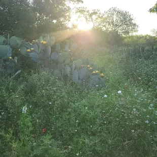 Their beautiful backdrop of Pure Country Smokin BBQ