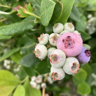 Pure Earth Organic Farm, LLC