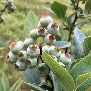 a cluster of blueberries