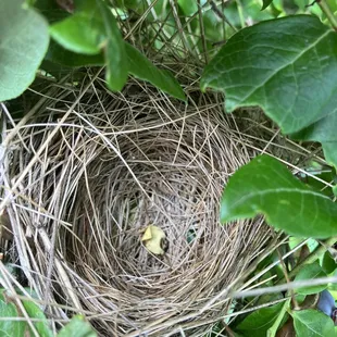 Bird nest  in the blueberry  bush ...