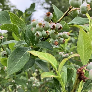 a cluster of blueberries