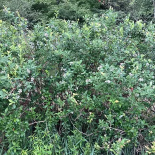 a bush of blueberries