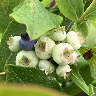 a cluster of blueberries