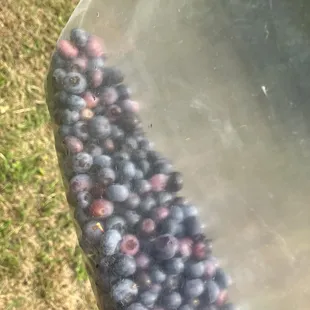 Picking blueberries ..,