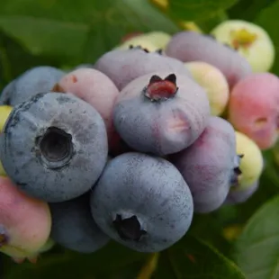 Blueberries at various stages of ripeness . . .