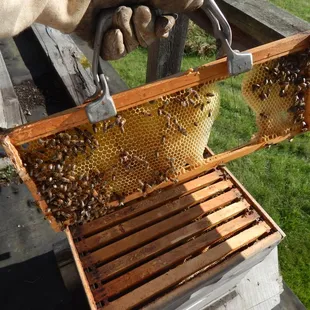 I was checking out the honeybees today . . .