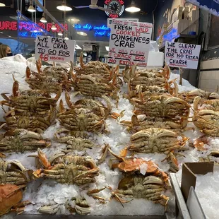 fresh wild dungeness crab