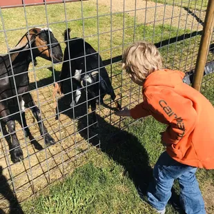 Feeding the animals and picking up provisions for the lake home.