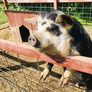 Pigs go hog wild for pancakes at Pure N Simple!