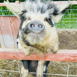&quot;Dolly&quot; Maybe she&apos;s born with it. Maybe it&apos;s Maybelline.