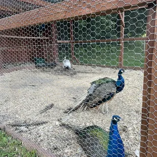 Peacocks!